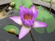 Click for large version