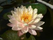 Click for large version