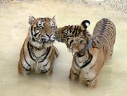 Click for large version