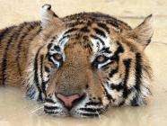 Click for large version