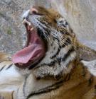 Click for large version