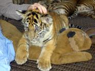 Click for large version