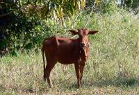 Click for large version