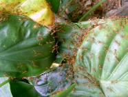 Click for large version