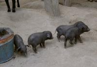 Click for large version