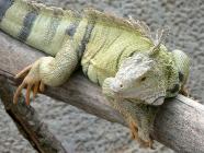 Click for large version