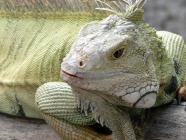 Click for large version