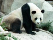 Click for large version