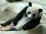 Click for large version