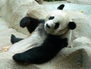 Click for large version