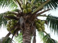 Click for large version