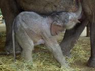 Click for large version