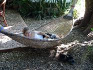 Click for large version