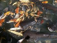 Click for large version