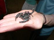 Click for large version